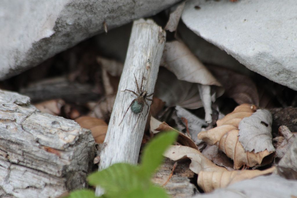 Pardosa sp.?...S, femmina - Monte Baldo (TN)